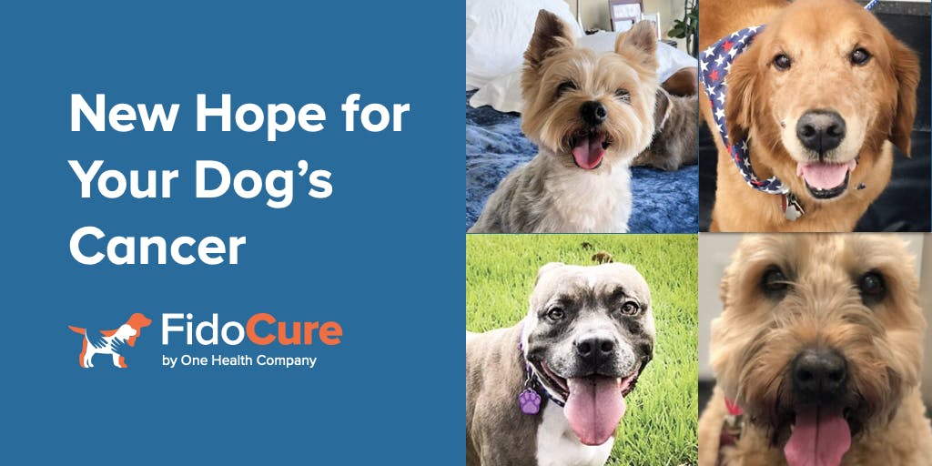 Frequently Asked Questions Fidocure